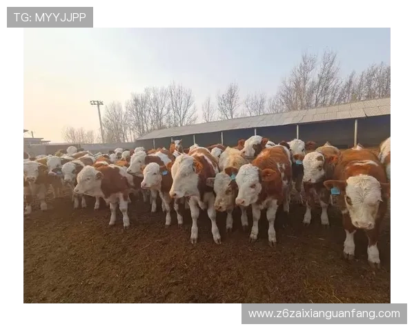 尊龙凯时人生app登录遇到问题怎么办？详细解决方案帮你快速恢复正常使用